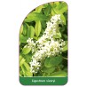 ligustrum-vicaryi1