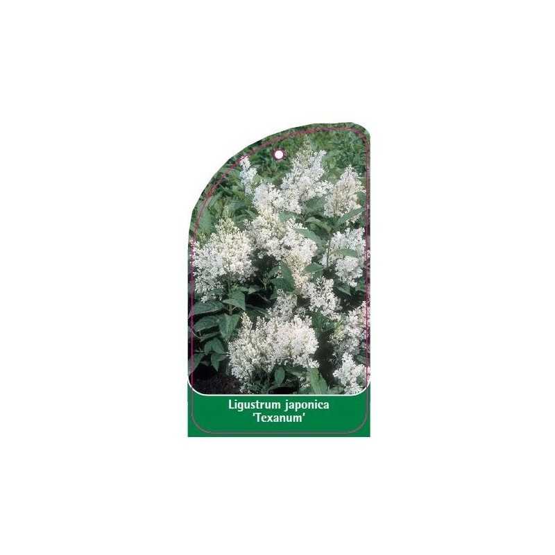 ligustrum-japonica-texanum-1