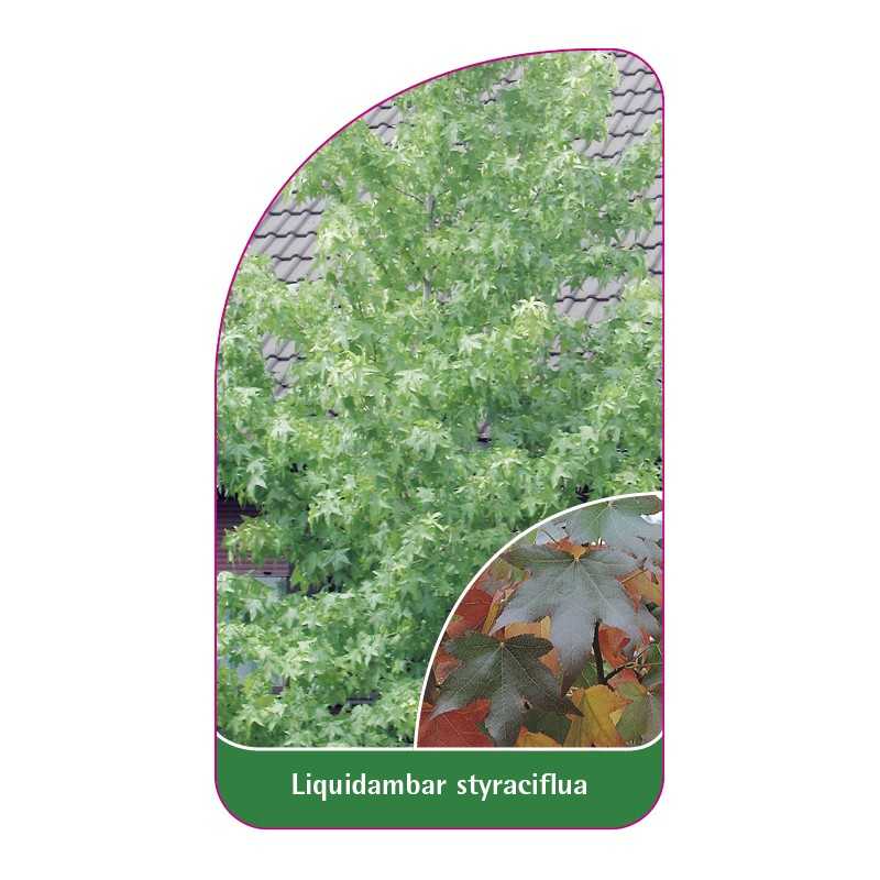 liquidambar-styraciflua1