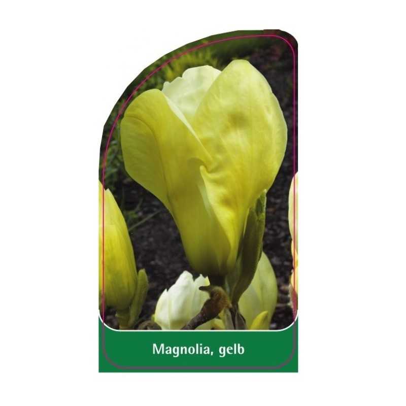 magnolia-gelb1