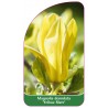 magnolia-yellow-river-1