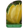 magnolia-yellow-lantern-c1