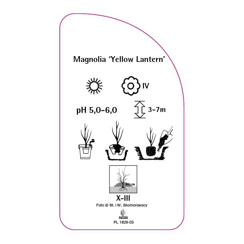 magnolia-yellow-lantern-b0