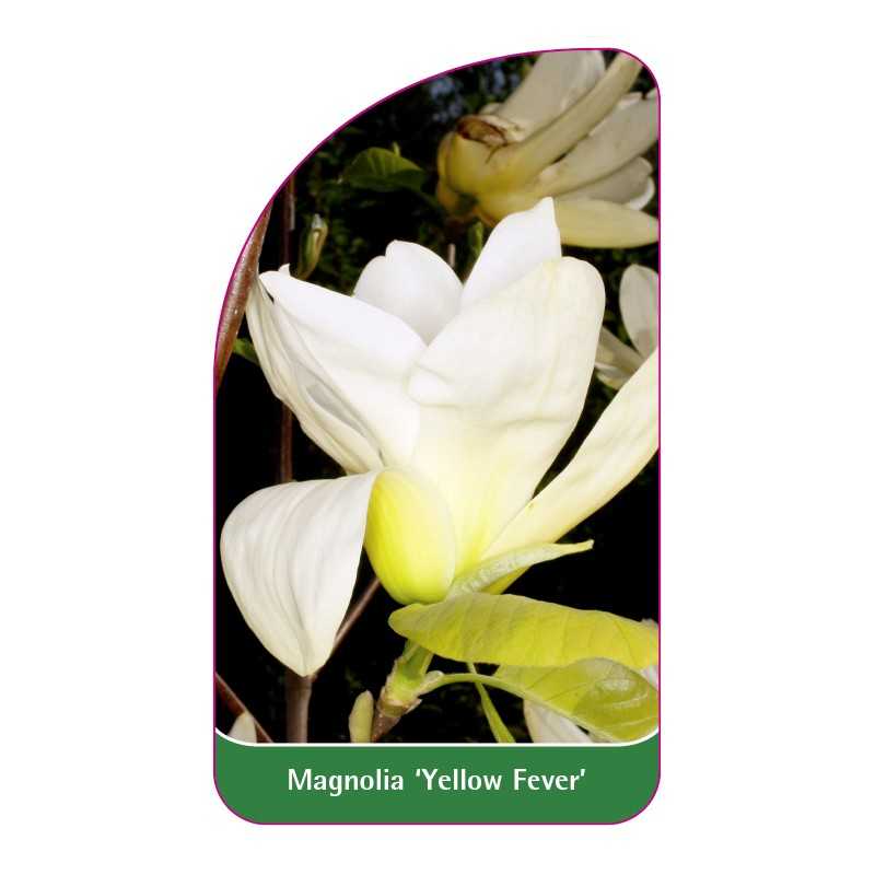 magnolia-yellow-fever-b1