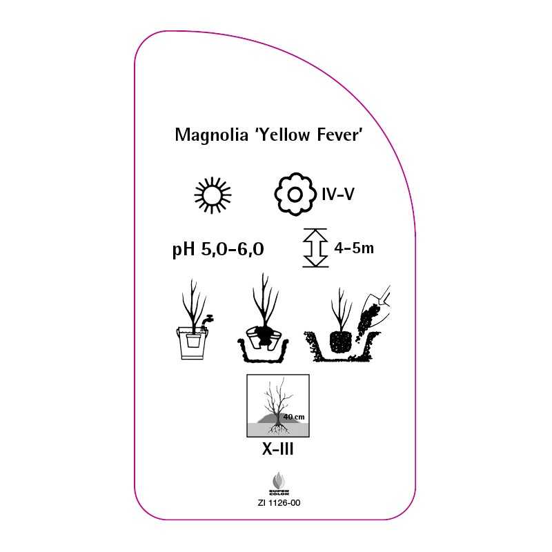 magnolia-yellow-fever-b0