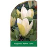 magnolia-yellow-fever-a1