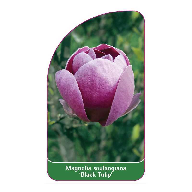 magnolia-x-soulangiana-black-tulip-1