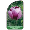 magnolia-x-soulangiana-black-tulip-1