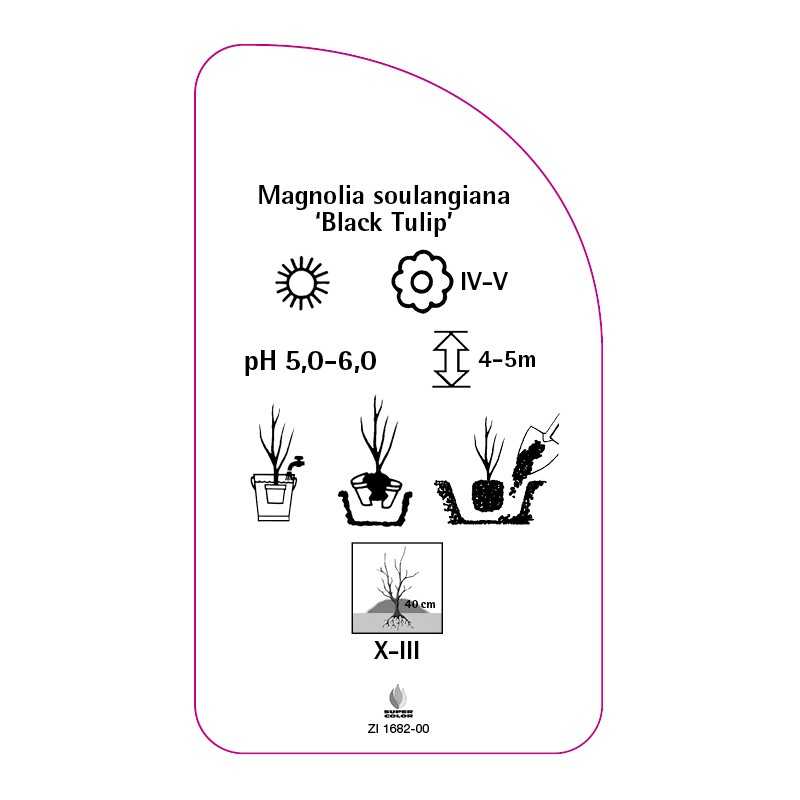 magnolia-x-soulangiana-black-tulip-0