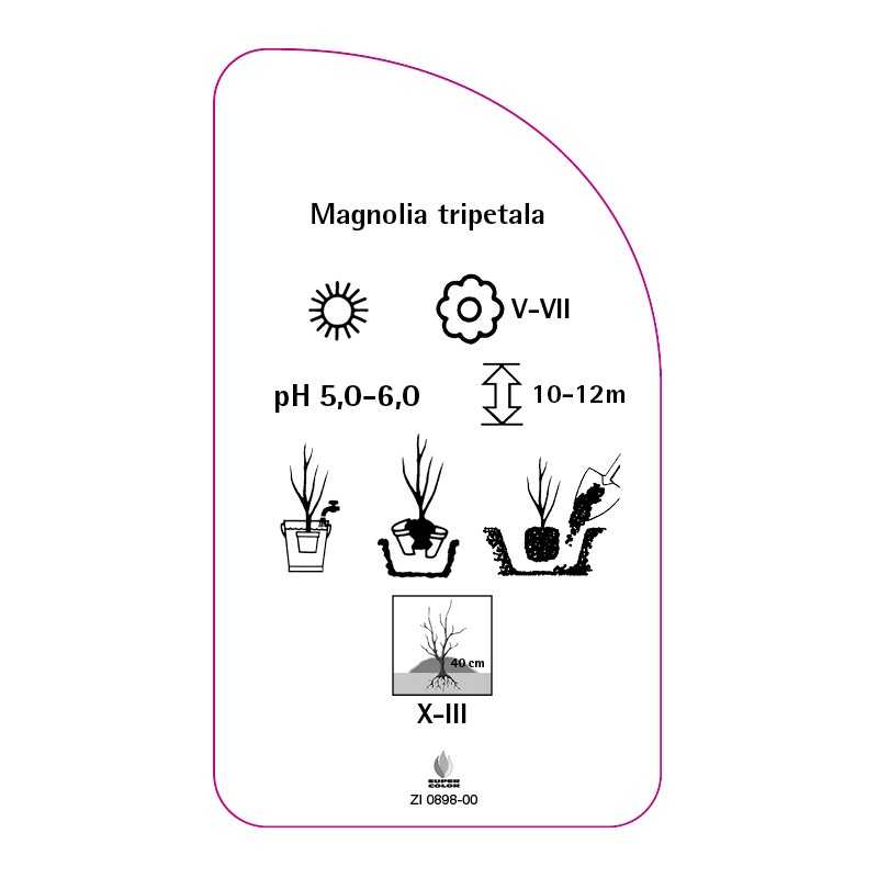 magnolia-tripetala0