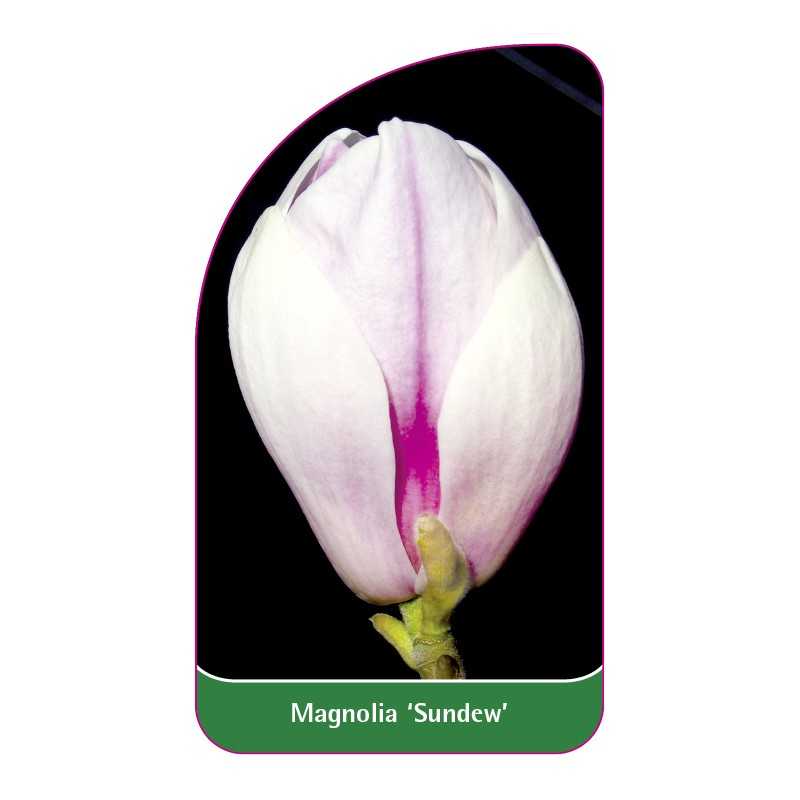 magnolia-sundew-1