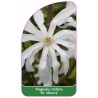 magnolia-stellata-dr-massey-a1