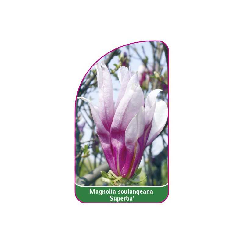 magnolia-soulangeana-superba-1