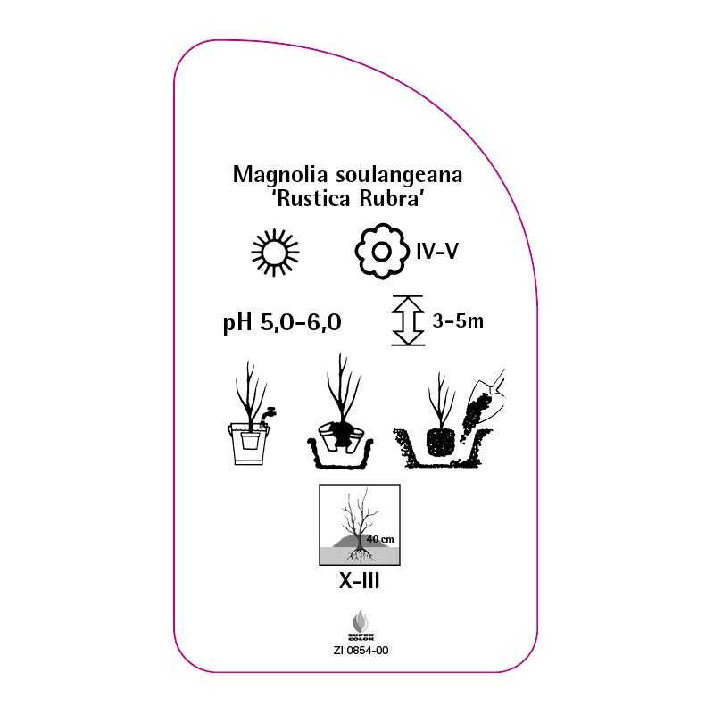 magnolia-soulangeana-rustica-rubra-0