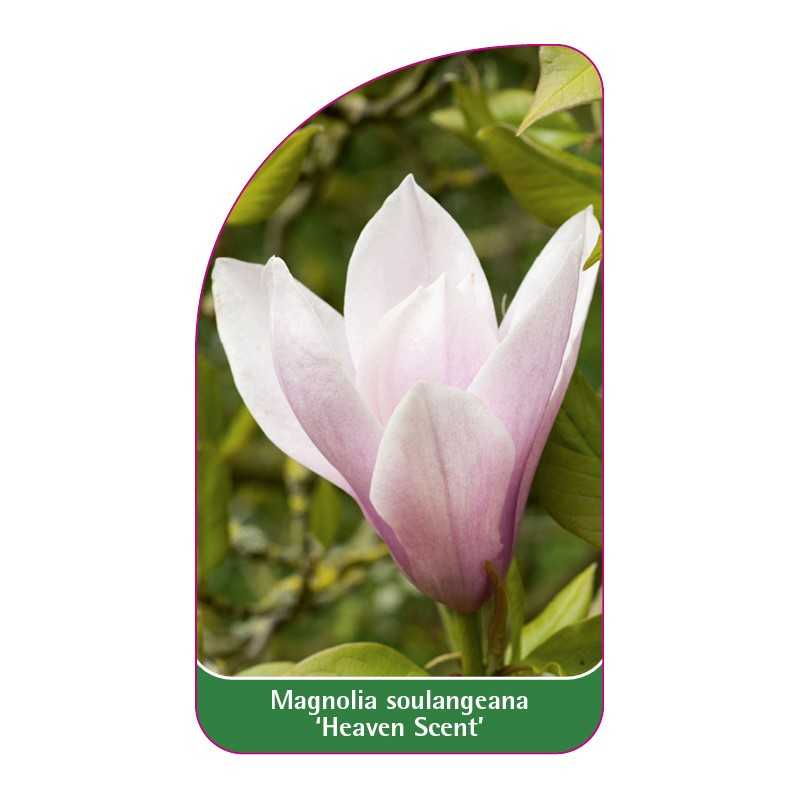 magnolia-soulangeana-heaven-scent-b1