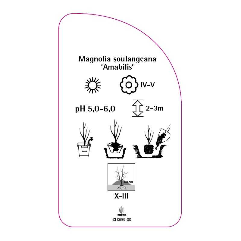 magnolia-soulangeana-amabilis-0