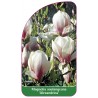 magnolia-soulangeana-alexandrina-1