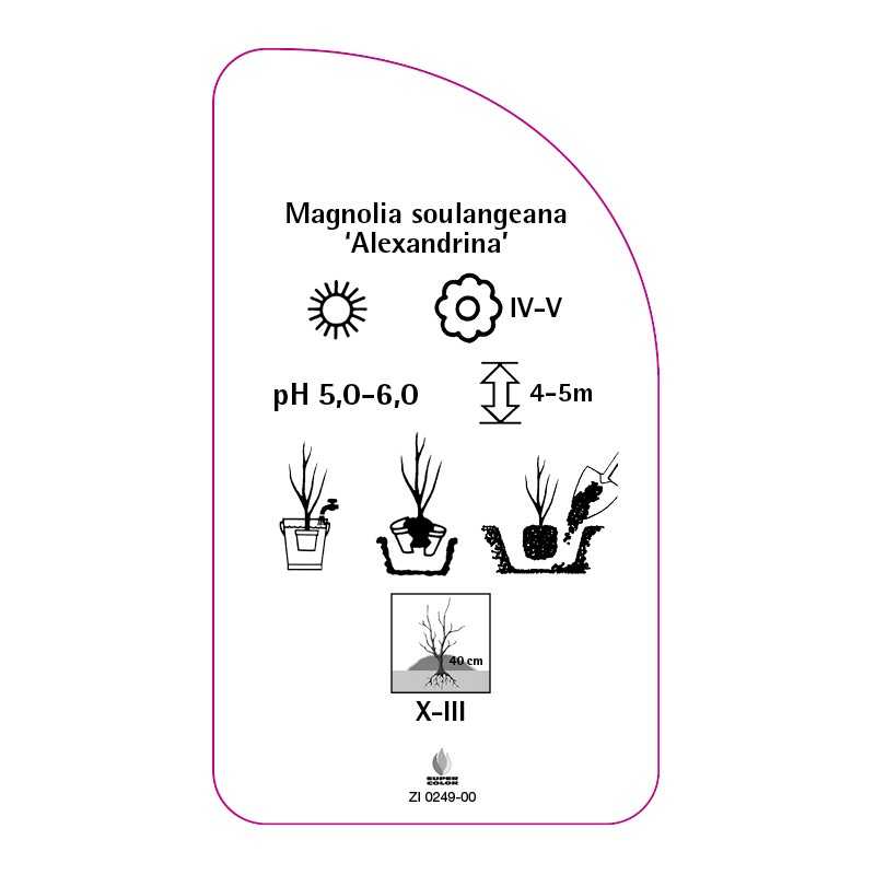 magnolia-soulangeana-alexandrina-0