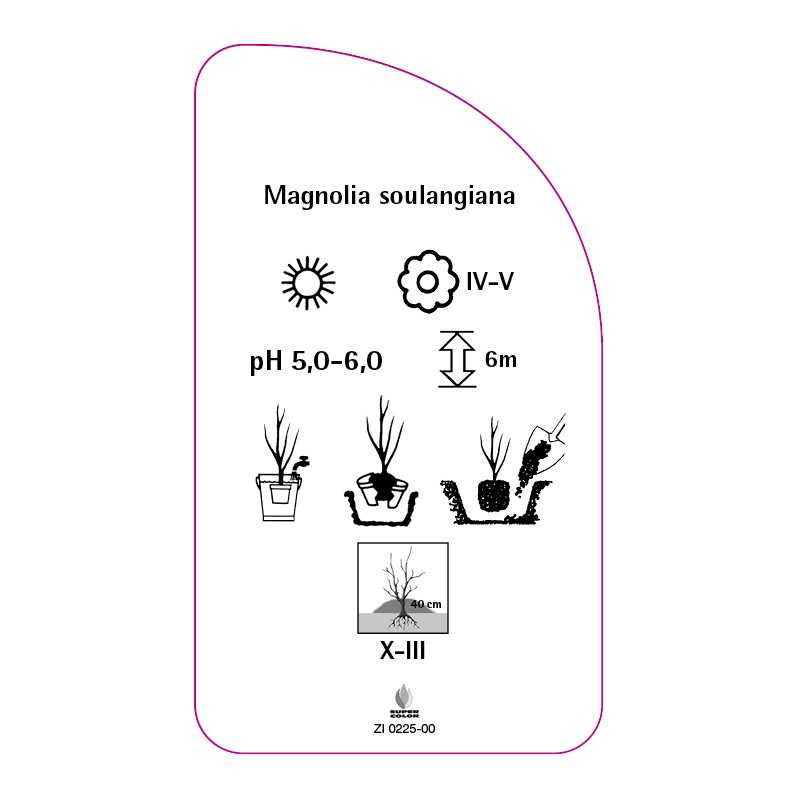 magnolia-soulangeana0