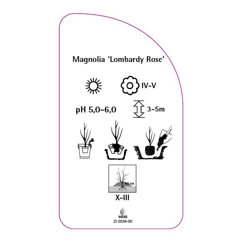 magnolia-lombardy-rose-0