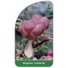 magnolia-lombardy-1