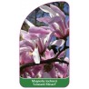 magnolia-loebnerii-leonard-messel-b1