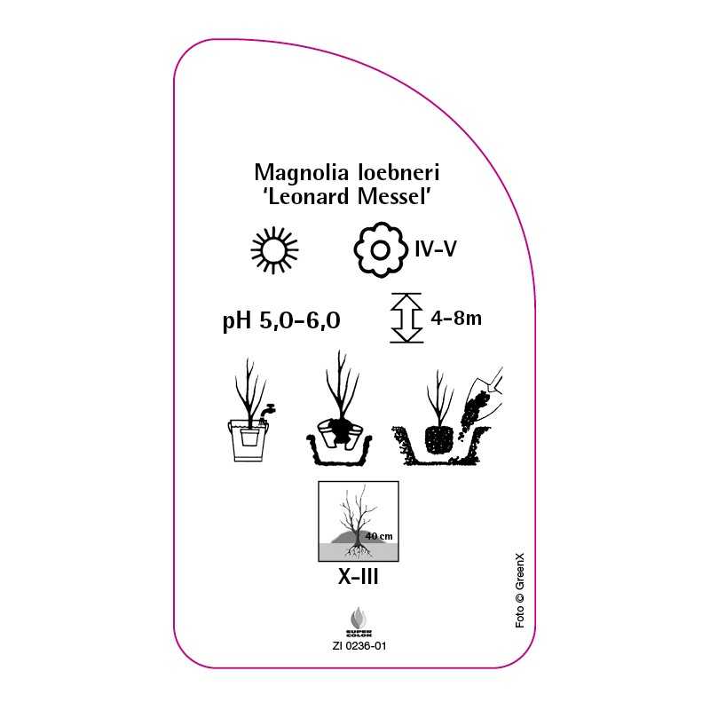 magnolia-loebnerii-leonard-messel-b0