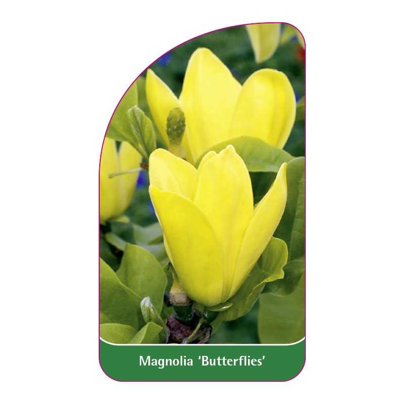 magnolia-butterflies-1