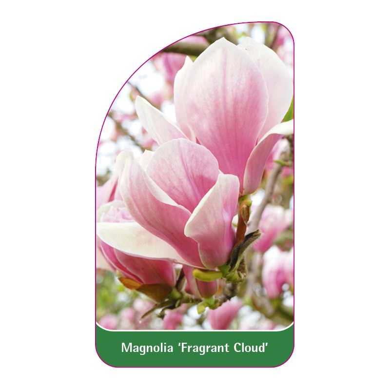 magnolia-fragrant-cloud-1