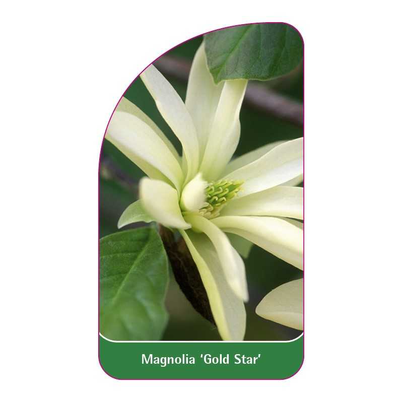 magnolia-gold-star-1