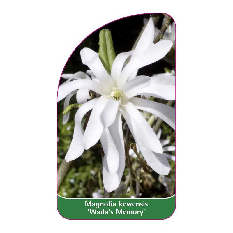 magnolia-kewensis-wada-s-memory-a1