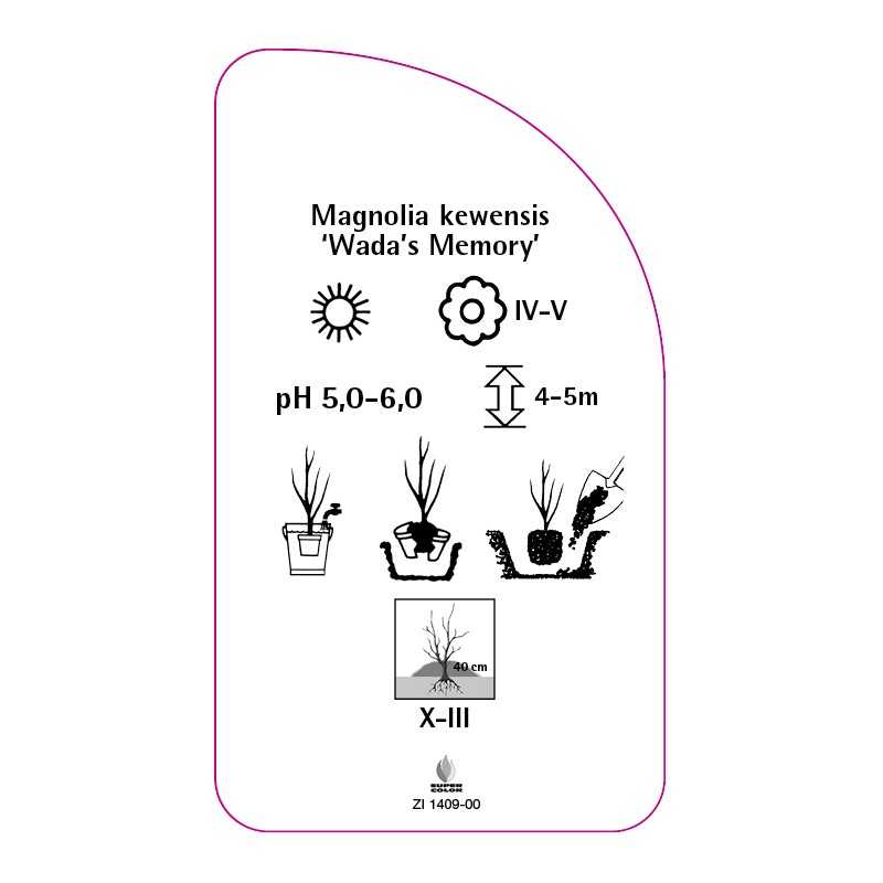 magnolia-kewensis-wada-s-memory-a0