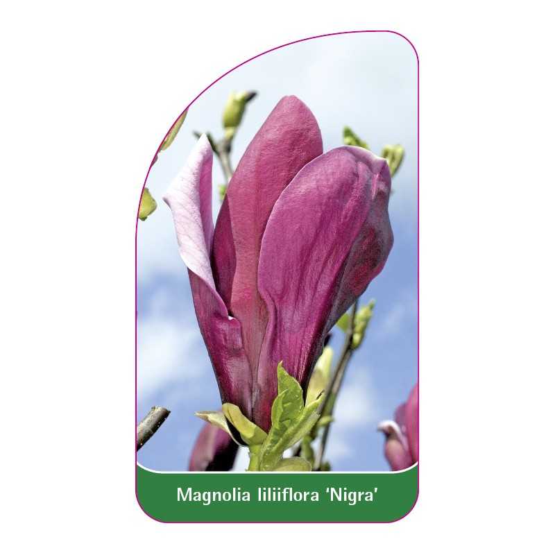 magnolia-liliflora-nigra-1