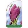 magnolia-liliflora-nigra-1