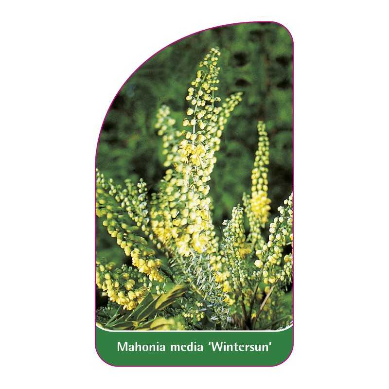 mahonia-x-media-wintersun-1