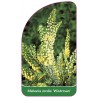 mahonia-x-media-wintersun-1