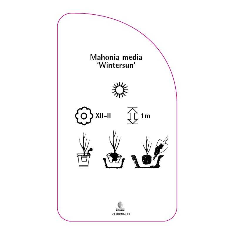 mahonia-x-media-wintersun-0