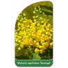 mahonia-aquifolium-smaragd-1