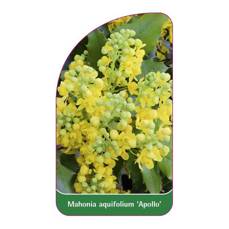 mahonia-aquifolium-apollo-1