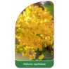 mahonia-aquifolium1