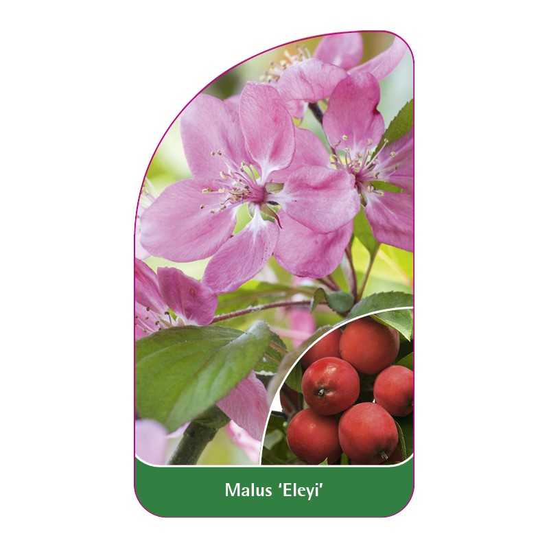 malus-eleyi-b1