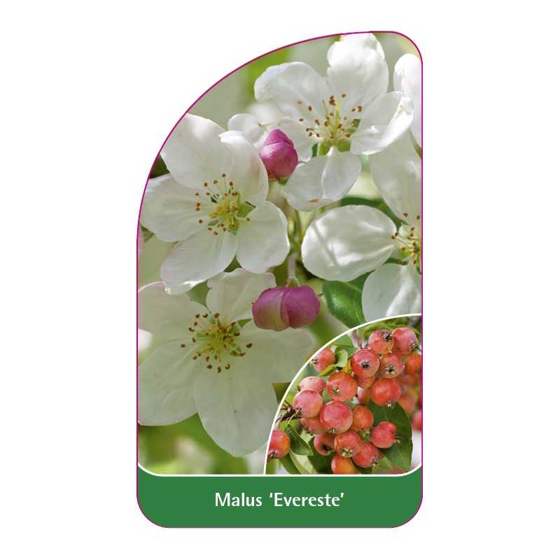 malus-everest-1