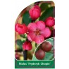 malus-fryderyk-chopin-1