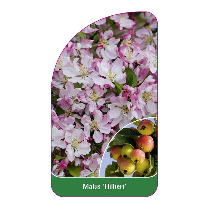 malus-hillieri-1