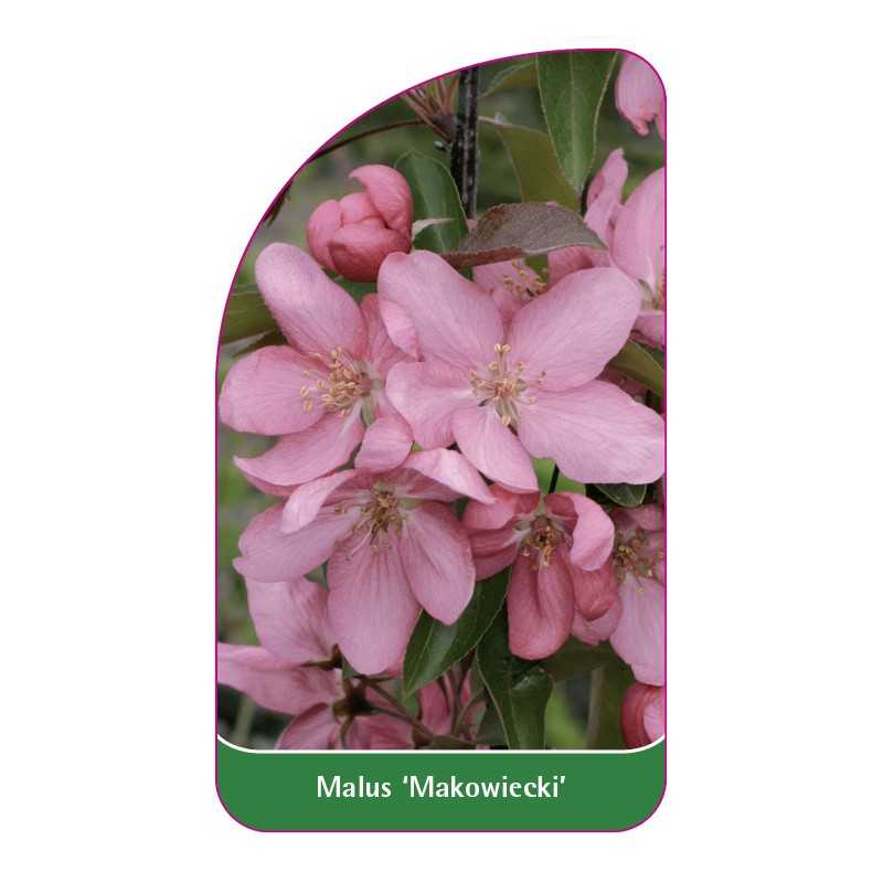 malus-makowiecki-1