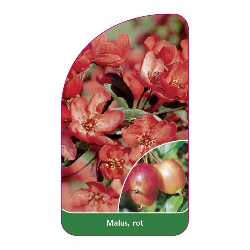 malus-rot1