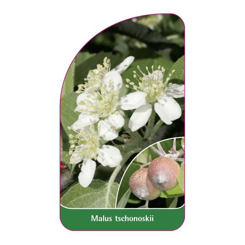 malus-tschonoskii1