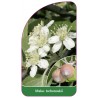 malus-tschonoskii1