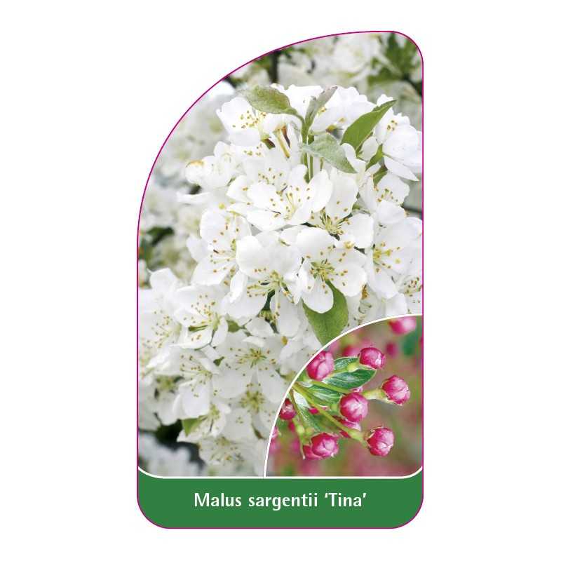 malus-sargentii-tina-1