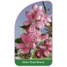 malus-royal-beauty-b1